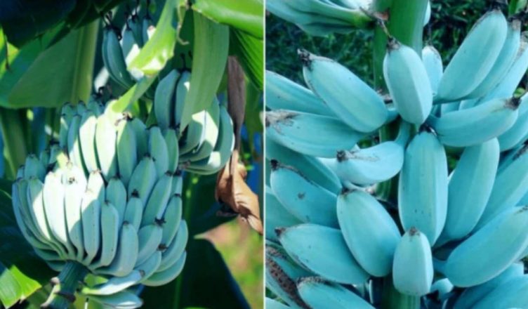 Você ficará surpreso ao saber qual é o gosto da banana de cor azul