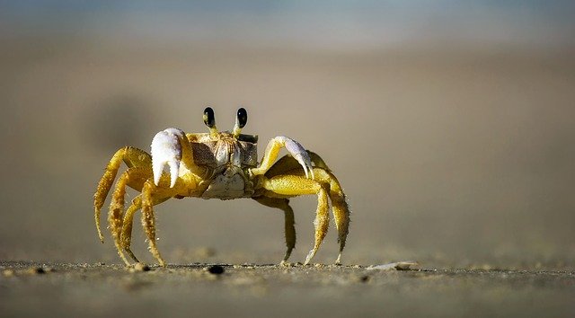 Saiba como os caranguejos nadam no oceano