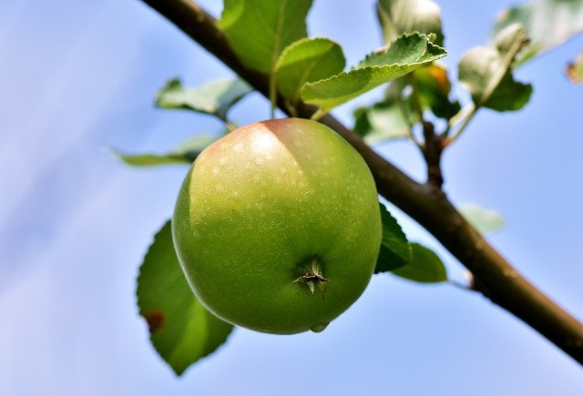 Para controlar seu peso, inclua essas frutas de 5 calorias negativas no café da manhã todos os dias