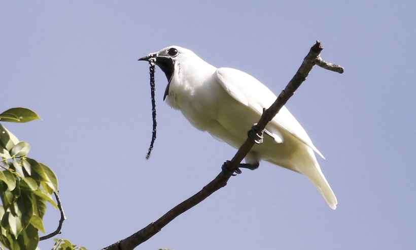 Ouça o canto do pássaro que é considerado o mais barulhento do mundo